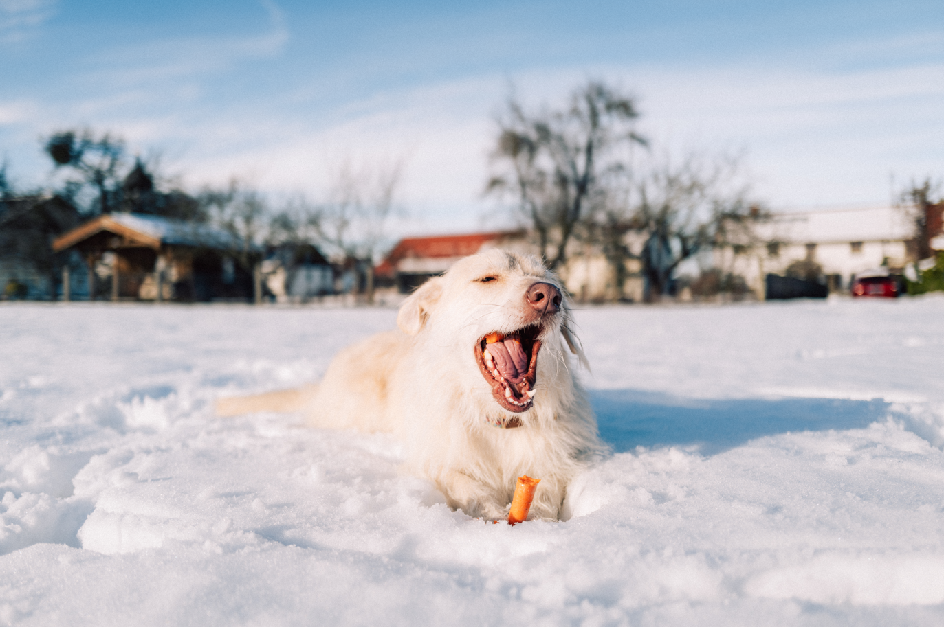 Tipps für deinen Hund im Wi...